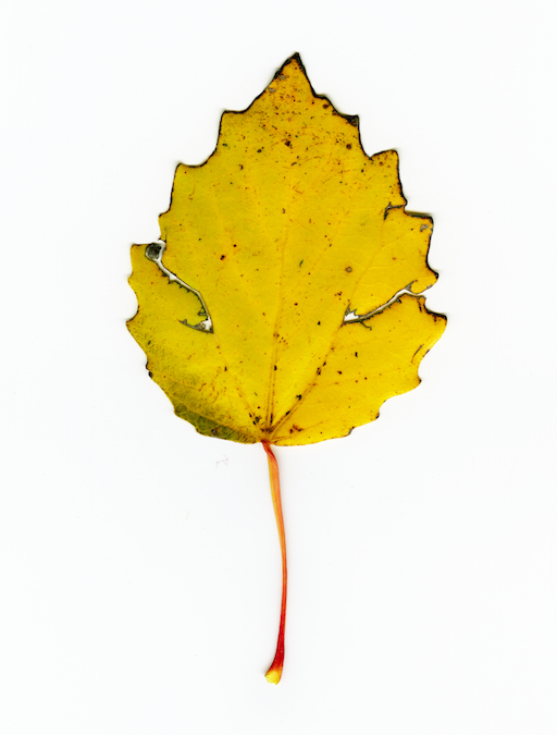 Life and Death: Two sides of the same coin